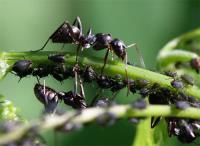 Pest Control Dianella image 1